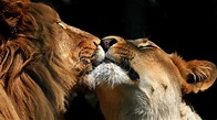 Download Lion Love Wallpaper Hd On Itl.cat