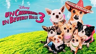 Ver Un Chihuahua en Beverly Hills 3 | Película completa | Disney+