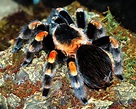 Mexican Red-Knee Tarantula Care – The Herpetological Society of Ireland