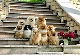 Pomeranians...family photo