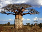 Madagascar Baobab Tree - Andavadoaka - Laguna Blu Resort | Baobab tree ...