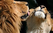 Photo Lions Two Love Snout Animals 3840x2400