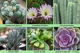 +25 tipos de cactus: nombres y cuidados con FOTOS y VÍDEOS