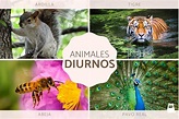 35 animales diurnos - Ejemplos y características