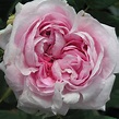 Buy rose Queen of Denmark (shrub) Rosa 'Königin von Dänemark': Delivery ...