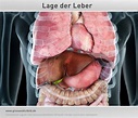 Leber (Anatomie) Aufbau und Lage » Dr. Stephan