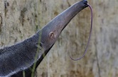 Giant Anteater With Its Tongue Stock Photo - Download Image Now ...