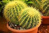 8 Best Cactus Varieties to Grow Indoors