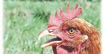 Termorregulación en las gallinas