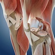 Knee Anatomy Photograph by Springer Medizin/science Photo Library ...