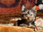 Yorkshire terrier toy - Características y precio de un yorky miniatura