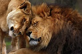 Lions In Love Photograph by Emmanuel Panagiotakis