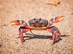 11 curiosidades de los cangrejos - Mis Animales