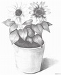 如何學素描——素描太陽花的繪畫教程 - 雪花新闻