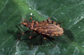 Dangerous 'Kissing Bug' Spreads to More Than Half of U.S. | TIME