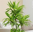 Dracaena - Más de 1000 PLANTAS Y FLORES del mundo