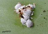 臀紋粉介殼蟲Planococcus kraunhiae