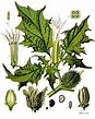 Herbalism - Wikipedia, the free encyclopedia