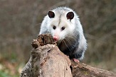 11 Things You Didn't Know About Opossums