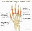 Proximal Phalanx: Definition, Location, Anatomy, Diagram | The Skeletal ...