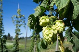 Nerd Alert: now with more hops - Monday Night Brewing