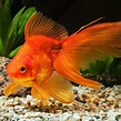 Goldfish - Assorted Fantail Large (Carassius auratus) 9cm - Aquarium ...