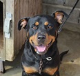 ROXY - perro adopción Rottweiler - Perrera de los Barrios