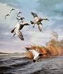David Maass | Hunting art, Wildlife paintings, Waterfowl art