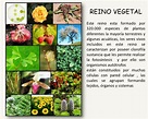 Reino vegetal- Definición, funciones, importancia, ejemplos y ...