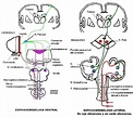 Resumen: Circuitos cerebelosos | Anatomía | Medicina UBA | | Filadd