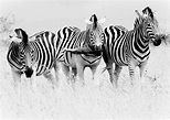 Zebras in Black and White Free Photo Download | FreeImages