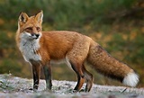 The meaning and symbolism of the word - «Fox»