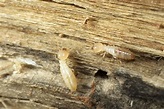 How Are Termites Able to Eat Wood? | Knockout Pest Control