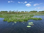 Louisiana Wetlands: Recognizing a National Treasure