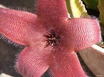 Flor de Cactus atrapa moscas by Mofoss on DeviantArt