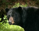 5 facts about black bears — Tennessee State Parks
