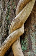 Twisted Vine | Twisted vine on tree at University of BC Bota… | Flickr