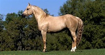 Golden Palomino Stallion
