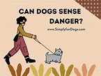 How Can Dogs Sense Danger? - (How and When) Simply For Dogs