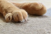 Banning declawing doesn’t mean more cats end up in shelters » Shelter ...