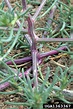 Salsola tragus (prickly saltwort): Go Botany