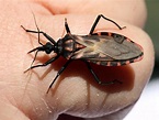 What 'kissing bugs' look like, how to tell them apart from stink bugs ...