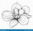 Vector Illustration of Beautiful Magnolia, Drawing Spring Flower ...