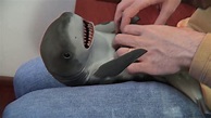 Tiburon bebe - YouTube