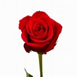 Single Roses for Flower Sale Fundraiser | 100 roses rouges, Rose, Idées ...