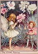 The Pink Fairies - Flower Fairies