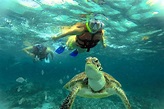 Playa Tortugas, Cancún: lo que debes enterarte antes de viajar - Tips ...