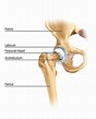 File:Figure 1. Basic anatomy of the hip joint.png - Wikipedia