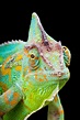 Mimicry, Camouflage, and Warning Coloration - Biology Encyclopedia ...