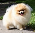 Pomerânia - Raças de cães | Mascote